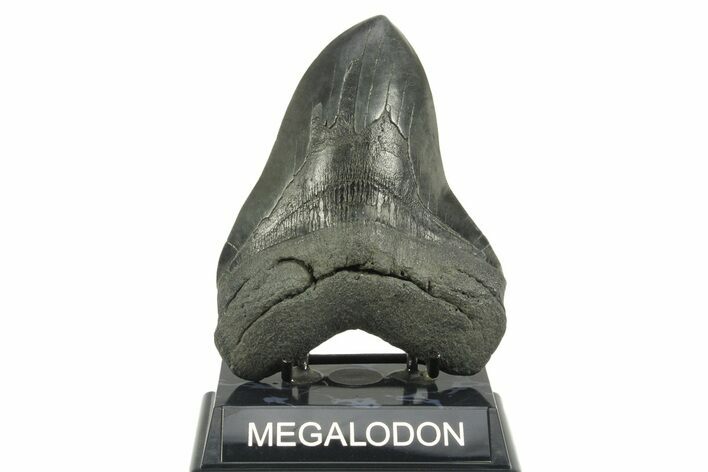 Fossil Megalodon Tooth - South Carolina #365705